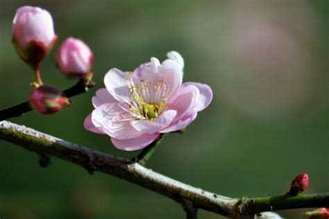 梅花寓意|梅花花語和象徵意義